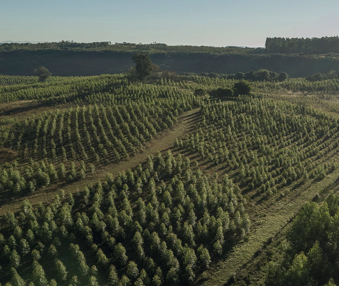 Piantagione certificata FSC di legno Red Grandis